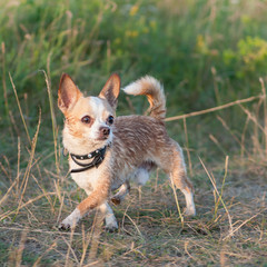 Funny chihuahua puppy on the grass