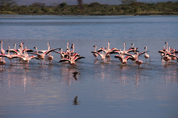 flamingos in a lake and rift valley landscape 