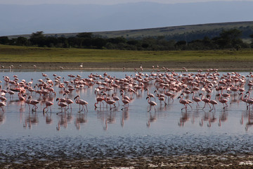 Fototapeta na wymiar flamingos in a lake and rift valley landscape 