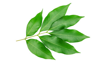 Obraz premium Green lychee leaf on a white background.
