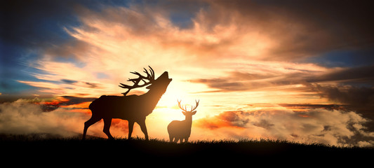 deers at sunset