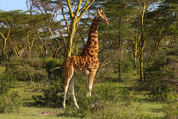 beautiful giraffe walking into the wild savanna