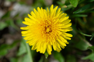 Löwenzahnblüte von oben