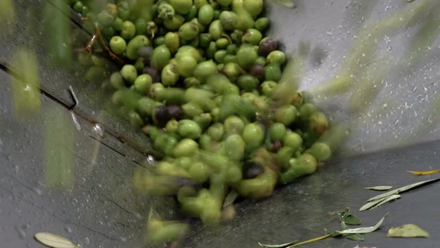 close up on Olive oil mill- selectioned olives falling in the crusher- south of Italy
