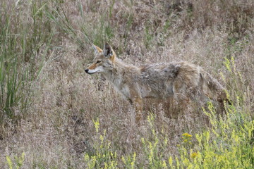 Yellowstone National Park, Kojote
