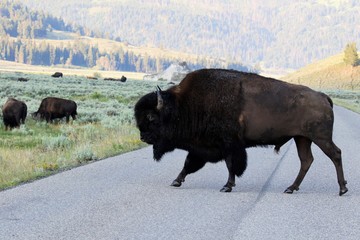Yellowstone NP, Bison im Lamar Valley