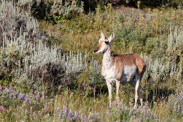 Yellowstone NP