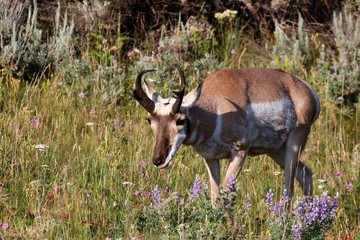 Yellowstone NP, Hirsch