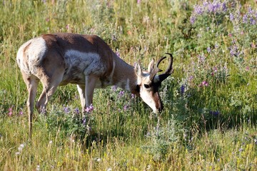 Yellowstone NP, Antilope