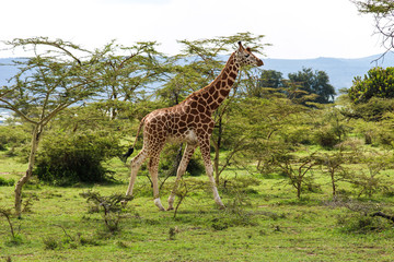 Naklejka na ściany i meble beautiful giraffe walking into the wild savanna