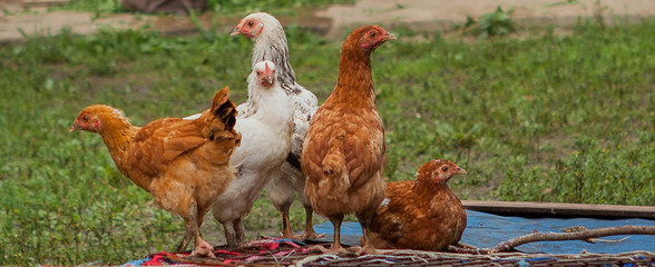 Free range chickens roam the yard on a small farm