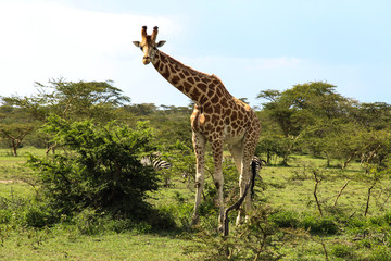 beautiful giraffe walking into the wild savanna