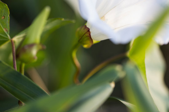 Ackerwinde wei&szlig; Makro