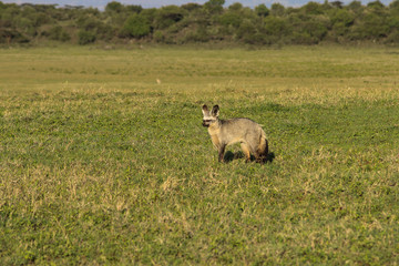 bat eared fox in the savanna