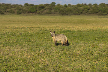 bat eared fox in the savanna