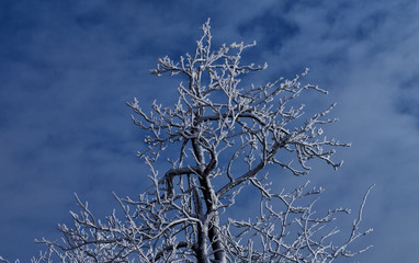 Oszronione  drzewo  