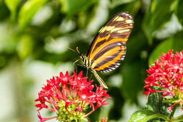 Papillon Heliconius ismenius ou l’Œil du Tigre sur une plante