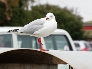 Seagull on trashcan