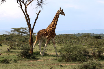 beautiful giraffe running into the wild savanna