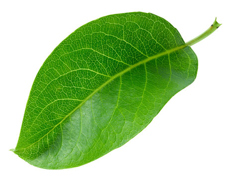 Pears leaf isolated