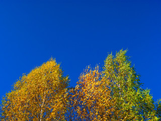 Looking Up The Birch Tree Tops Against Blue Sky On A Sunny Fall Day.