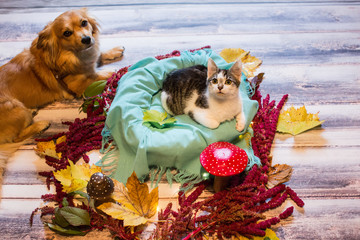 Tiere genießen das Leben