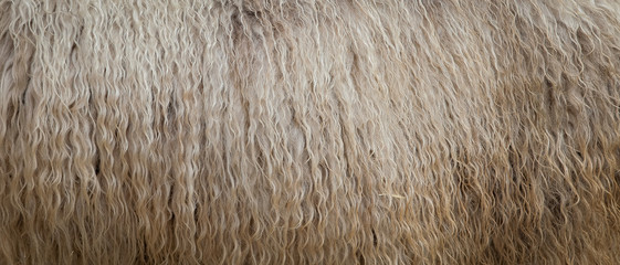 closeup of natural sheep wool