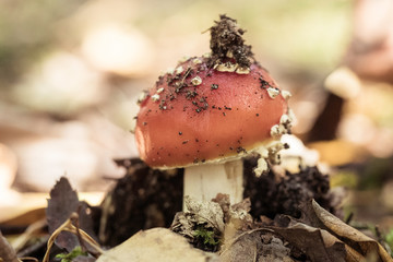 mushroom in the forest