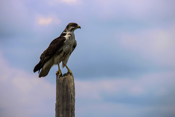 beautiful african falcon with light sunset in the background