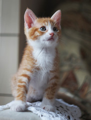 Fototapeta premium Kitten red color. Portrait of a little pet.