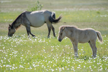 Naklejka na ściany i meble The horses of the Yakut breed (in Yakut - sylgy or Sakha Ata) live outdoors all year round in the extreme conditions of the north. The breeding area of the breed includes the Republic of Sakha (Yakuti