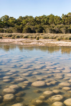 The Thrombolites, scientists believe these living fossils are one of the first life forms on earth, at Lake Clifton, Mandurah, Western Australia, Australia.