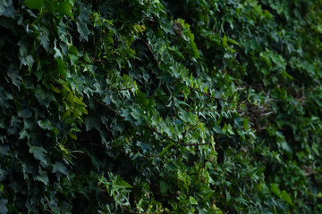 background of green leaves