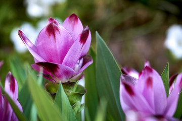 Large pinkish flowers of Curcuma alismatifolia in the garden