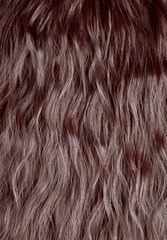 Naklejka premium Healthy hair texture, dark brown wavy natural hair, concept of hair care or salon care