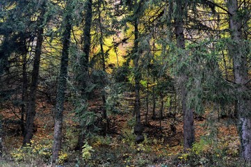 Obraz premium autumn landscape in the forest 