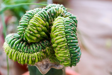 a thorny succulent plant shaped like a snake coiled