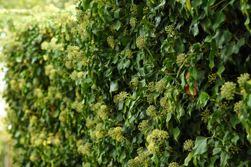 background of green leaves of tree