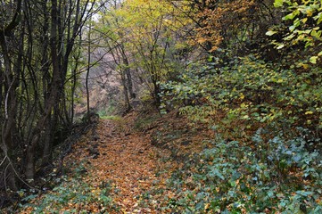 autumn landscape in the forest
