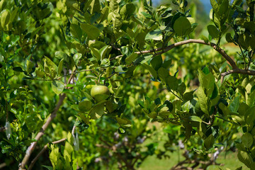 Lime tree fresh fruit on the tree in organic farm agriculture