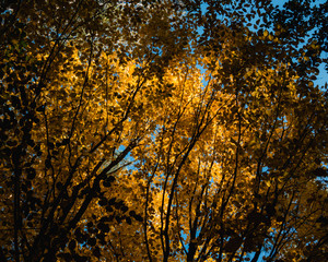 Low angle view of autumn color branches in forest
