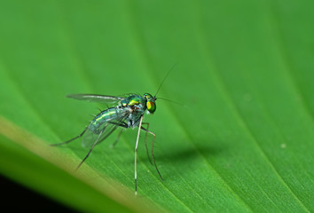 Macro Photo of Beautiful Fly on Green Leaf Isolated on Background