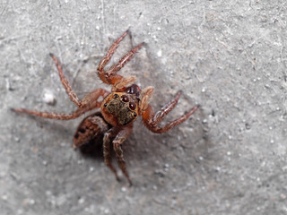Macro Photo of Jumping Spider Isolated on The Wall