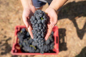 Grapes harvest. Woman's hands with freshly harvested grapes.