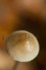 Paidiscura pallens male
