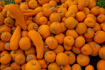Fall yellow pumpkins background.