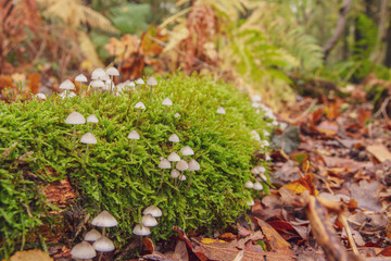  Mycena mushrooms, growing on moss