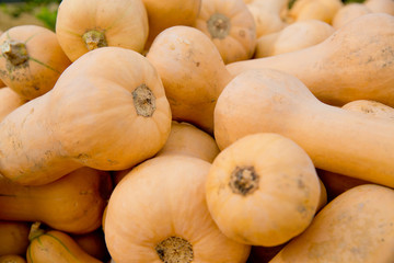 Fall yellow pumpkins background. Close-up.