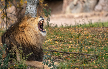 Gähnender Löwe im Raubtierpark Tatzmania