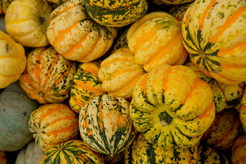 Fall tiger pumpkins background. Close-up.